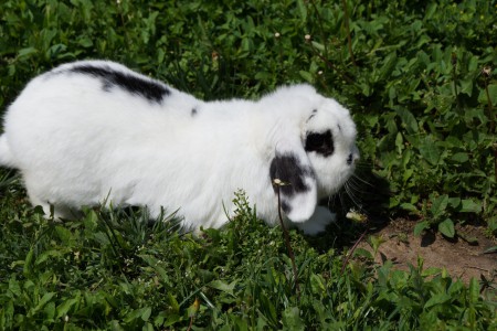 Kubu,tenyésztésben már nem vesz részt,ivartalanítva lett!